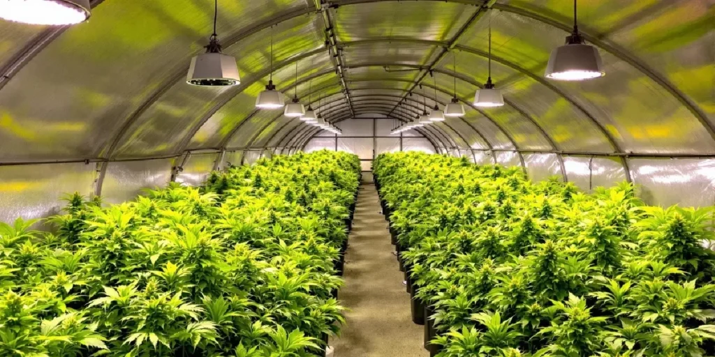 pruning autoflower cannabis plant during flowering stage