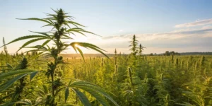 A vibrant cannabis field showcasing natural aroma profiles with Terpinolene Terpene enhancing the scent.