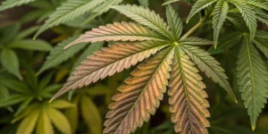 Wrinkly Cannabis Leaves: Causes, Diagnosis, and Remedies