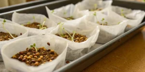 Root emergence during cannabis seed germination time