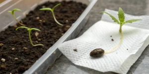A close-up image showing a cannabis seedling on a damp paper towel and another in soil, demonstrating germinating cannabis seeds in paper towel vs soil.