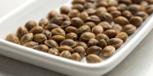 Close-up of mature cannabis seeds illustrating when to harvest cannabis seeds by coat color.