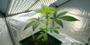 Seedling in a grow tent illustrating growing cannabis from seeds indoors