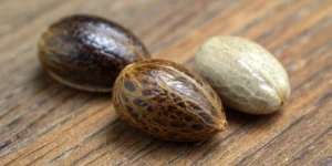 Comparison of male vs female cannabis seeds showing color and texture differences.