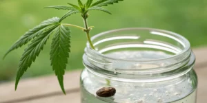 Using the Water Method for Cannabis Seeds
