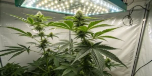 Cookies Gelato Auto plant structure autoflower cannabis