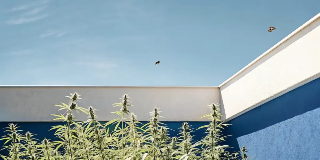 How to Grow Granddaddy Purple Auto: A Step-by-Step Guide
