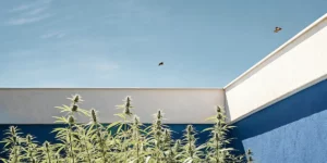 outdoor cannabis garden with tall plants growing beside a blue wall under clear sky