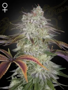 A Alienz Strain cannabis plant with dense, frosty buds covered in trichomes stands against a dark background. Purple-tinged leaves fan out, and a female symbol is at the top left.