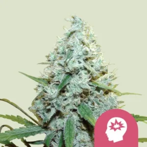 A dense, Amg cannabis bud with green leaves extends upward, covered in trichomes; a pink icon with a head silhouette and starburst pattern is in the lower right corner.