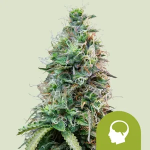 A dense Amnesia Haze Auto cannabis bud sits upright, displaying its trichomes and orange pistils, set against a light green background. A small green logo depicting a silhouette of a head is in the corner.