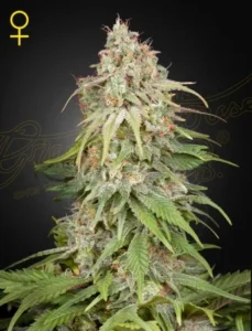 A tall Amnesia cannabis plant stands upright, showcasing dense, vibrant green foliage with orange pistils, covered in frost-like trichomes. A female symbol is visible in the upper-left corner.