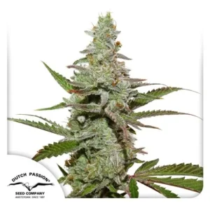 A dense Amsterdam Amnesia cannabis plant displays frosty trichomes and green leaves, standing upright against a plain white background. Dutch Passion Seed Company, Amsterdam, Since 1987 text is visible in the corner.