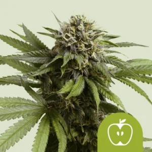 Apple Fritter Auto Cannabis plant with dense, green buds and leaves, standing upright against a pale background. Bottom corner displays a green icon of an apple inside a rectangle.