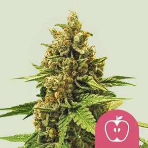A dense Apple Fritter cannabis bud with vibrant green leaves protrudes, surrounded by a soft, light background. A pink emblem with a stylized apple appears at the bottom right corner.
