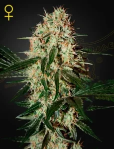 A dense Arjans Haze 3 cannabis bud, covered with trichomes and green leaves, stands upright against a dark background. A female symbol is located in the top left corner.