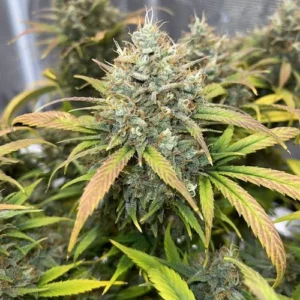 Auto Banana Blaze cannabis plant displays dense, frosty buds surrounded by elongated yellow and green leaves, situated indoors, likely in a controlled growing environment.
