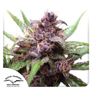 A dense, purple-tinged Auto Blackberry Kush cannabis bud with frosty trichomes sits among green leaves. Text: "Dutch Passion Seed Company Amsterdam, Since 1987" is displayed in the corner.