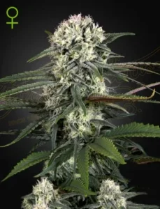 A dense Auto Bomb cannabis plant displays large, frosty buds and broad, serrated leaves. It stands against a dark background, with faint green symbols and patterns surrounding it.