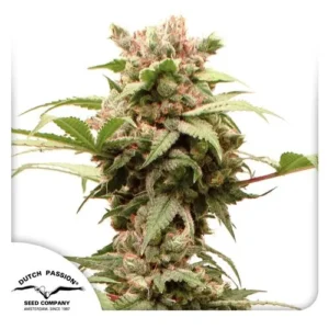 A dense Auto CBG Force cannabis plant with vibrant green and purple buds covered in trichomes, standing upright against a white background.