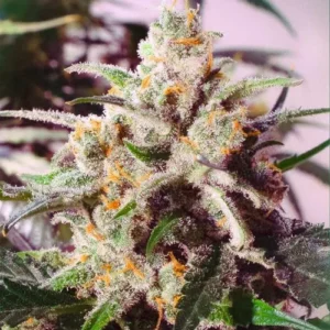 A dense Auto Colorado Cookies cannabis bud displays vibrant orange hairs and frosted trichomes, surrounded by dark green leaves, under bright lighting, highlighting its detailed textures and colors.
