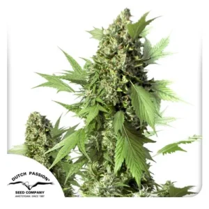 Auto Duck cannabis plant stands upright, displaying dense buds and jagged leaves, against a white background. Text reads: "Dutch Passion Seed Company Amsterdam, Since 1987."