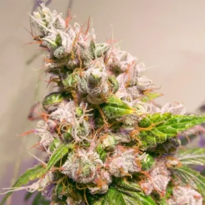Auto Euforia cannabis plant covered in frosty trichomes and orange hairs, displaying dense buds and vibrant green leaves, grows against a soft, blurred background.