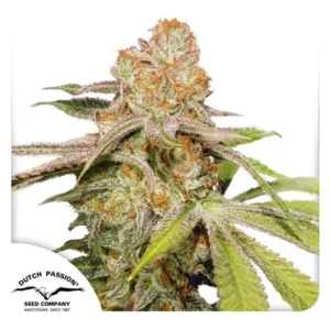 A dense Auto MAC 1 cannabis bud, covered in fine trichomes and orange hairs, sits prominently. Surrounding green and purple leaves accentuate the textured surface. "Dutch Passion Seed Company, Amsterdam, Since 1987" is noted.
