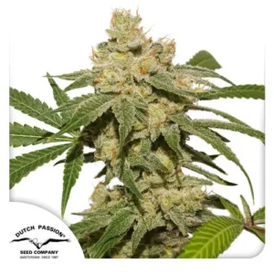 A dense Auto Oh My Gusher cannabis plant showcases dense buds covered in trichomes and surrounded by elongated leaves. "Dutch Passion Seed Company Amsterdam, Since 1987" is printed in the corner.