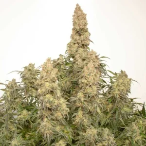 Dense Auto Orange Bud cannabis buds, covered in trichomes, are growing upright on a plant. The background is a plain, soft white, highlighting the intricate, resinous structure of the buds.