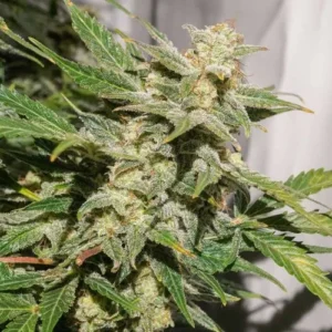 Auto SFV OG cannabis plant displays numerous green leaves and dense buds covered in trichomes, growing indoors against a neutral background.