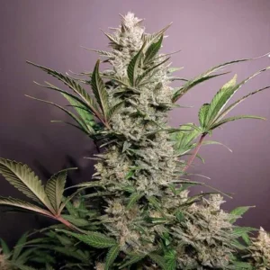 Auto Skywalker Haze cannabis plant stands upright, displaying dense, frosty buds and vibrant green leaves, set against a neutral background.