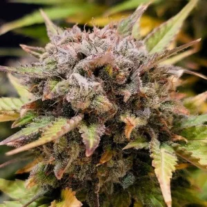 Dense, frosty Auto Think Big cannabis bud displaying purple and green hues, surrounded by pointed leaves, set against a blurred, leafy background.