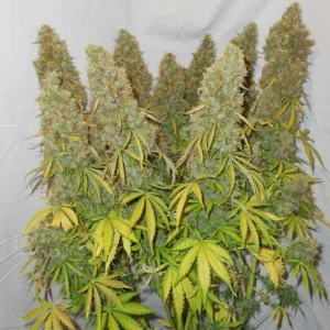 Auto Think Different Cannabis plants form dense, frosty buds supported by leafy stems, displayed against a plain white backdrop.