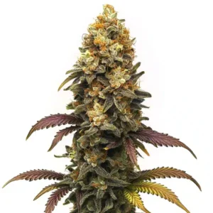 BC Diesel cannabis strain featuring a thick resin-coated cola with dense buds, orange pistils, and green leaves with purple accents.