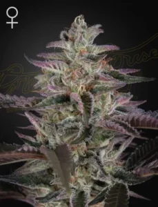 A frosty Banana Krumble Strain cannabis plant displays vibrant purple and green hues, covered in trichomes, under soft lighting against a dark background. A female symbol is visible in the upper left corner.