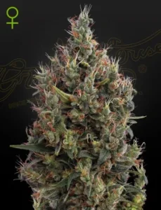 A dense, bushy Big Bang Auto Strain cannabis plant with colorful buds sits prominently against a dark background. The top left corner features a green female symbol.