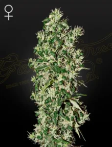 Big Tooth Strain Cannabis plant stands vertically, covered in dense, green leaves and white crystals. It's on a dark background with faint, cursive, golden text, adding an elegant appearance.
