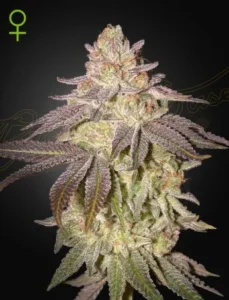 A Black Toffee Auto Strain cannabis plant stands upright, displaying frosty trichomes and purple-tinged leaves against a dark background. A green stylized female symbol is in the upper left corner.