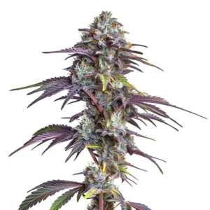Purple Blackberry Moonrocks Strain cannabis plant displaying dense buds covered in trichomes, with dark purple-tinted leaves, set against a plain white background.