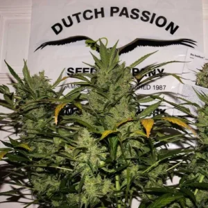 Blue Auto Mazar Cannabis plant with dense buds stands upright. Surrounding: "DUTCH PASSION SEED COMPANY AMSTERDAM ESTABLISHED 1987" on a poster in the background, indicating an indoor exhibit setting.