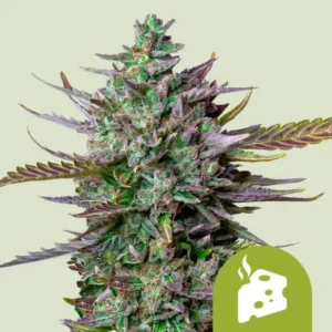 A dense Blue Cheese Auto Strain cannabis bud with dark green and purple leaves protrudes, surrounded by a light beige background. A stylized cheese icon appears in the bottom right corner.