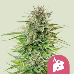 A dense Blue Cheese Strain cannabis plant displays numerous green leaves and buds, surrounded by a light background. A pink icon with a steaming cheese design appears at the bottom right.
