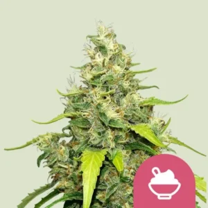 Blue Gelato Strain cannabis plant with dense, trichome-covered buds stands against a beige background. A small pink icon with a mortar and pestle symbol is in the bottom right corner.