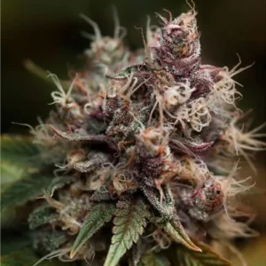 A cluster of Blueberry cannabis flowers, covered in frosty trichomes and curly orange pistils, sits amongst green leaves in a natural setting, showcasing vibrant purples and greens.