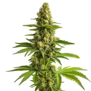 A Bruce Banner Strain cannabis plant stands upright, displaying dense, green buds and narrow leaves. The plant is isolated on a white background, emphasizing its structure and details.