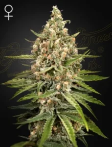 A Bubba Slush Strain cannabis plant stands upright with dense clusters of buds, surrounded by pointy green leaves. It is set against a plain black backdrop. Female symbol appears in the top left.