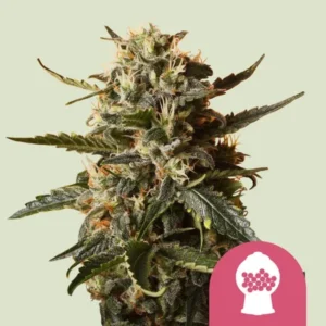 A Bubblegum XL Strain cannabis plant with dense buds and frosted leaves stands against a plain, light background. At the bottom right, a pink icon resembling a gumball machine appears.