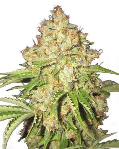 A White Russian Feminized cannabis bud densely covered with orange pistils and trichomes, surrounded by green, serrated leaves, sits against a plain white background.