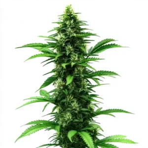 A tall C Banana Strain cannabis plant displays lush, serrated green leaves and dense buds, reaching upward against a plain white background.